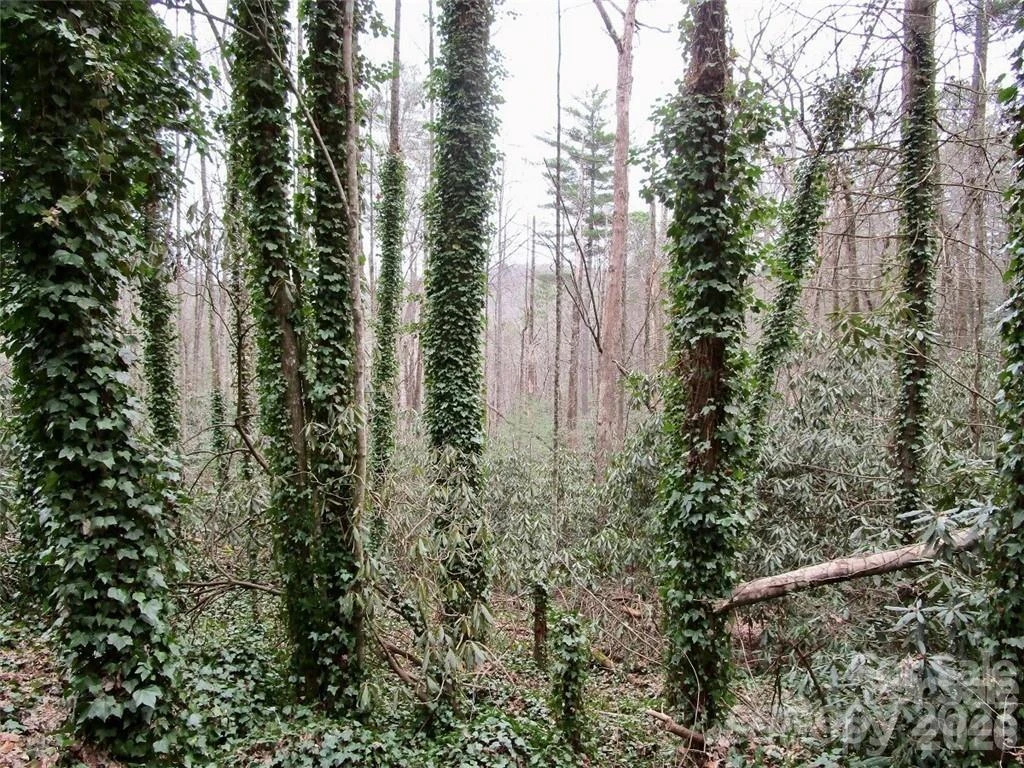 Lot #21 Toxaway Falls Drive - Photo 4