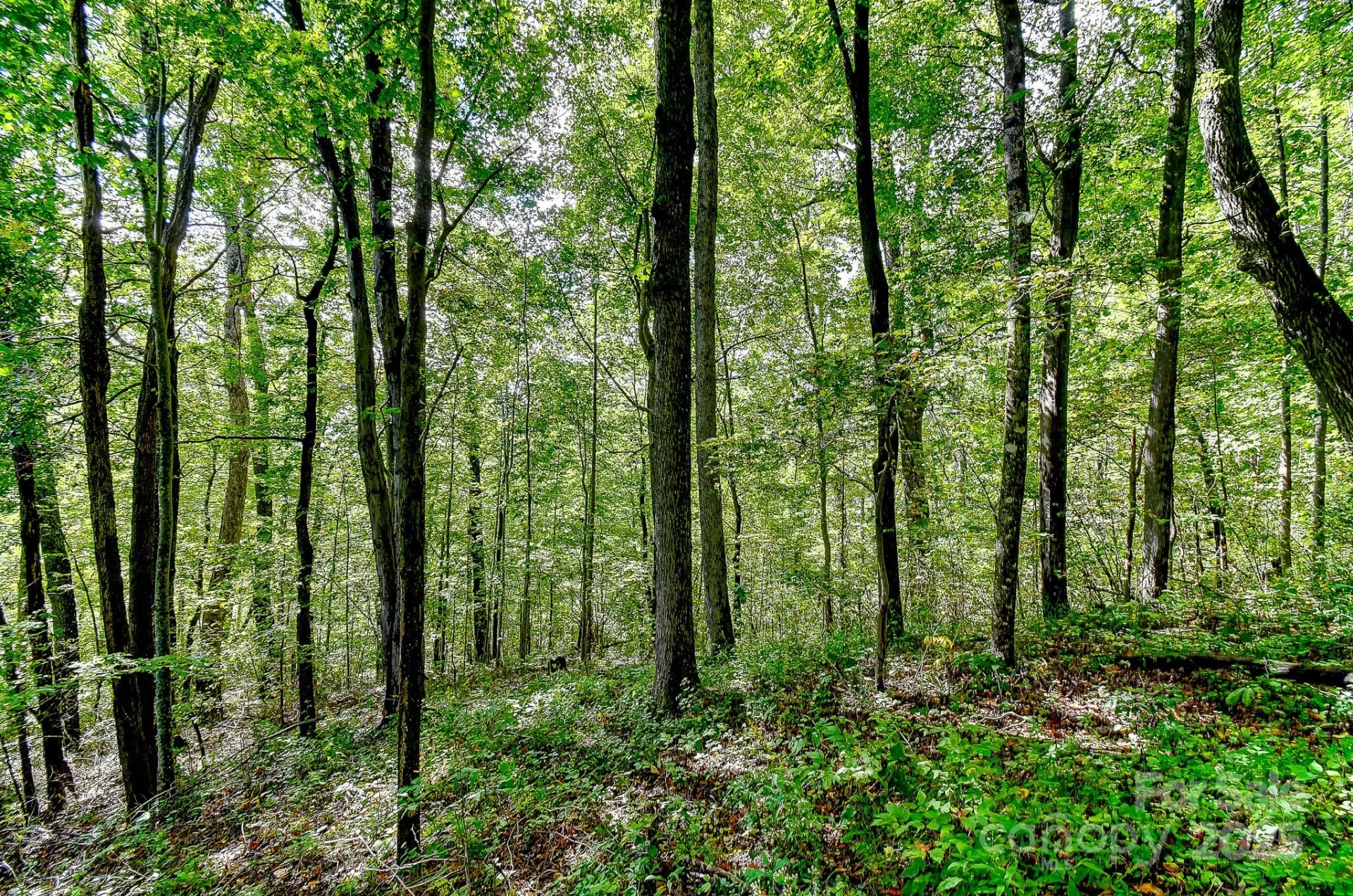 99999 Forest Brook Drive - Photo 2