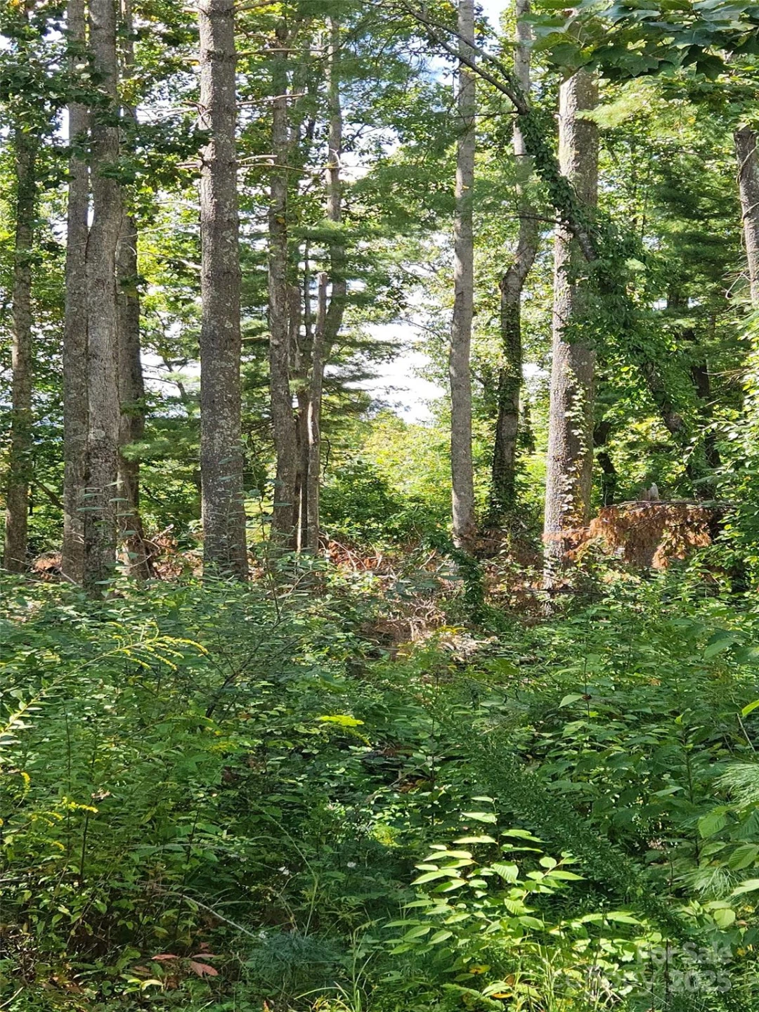 00 Bearwallow Mountain Drive #191 - Photo 2