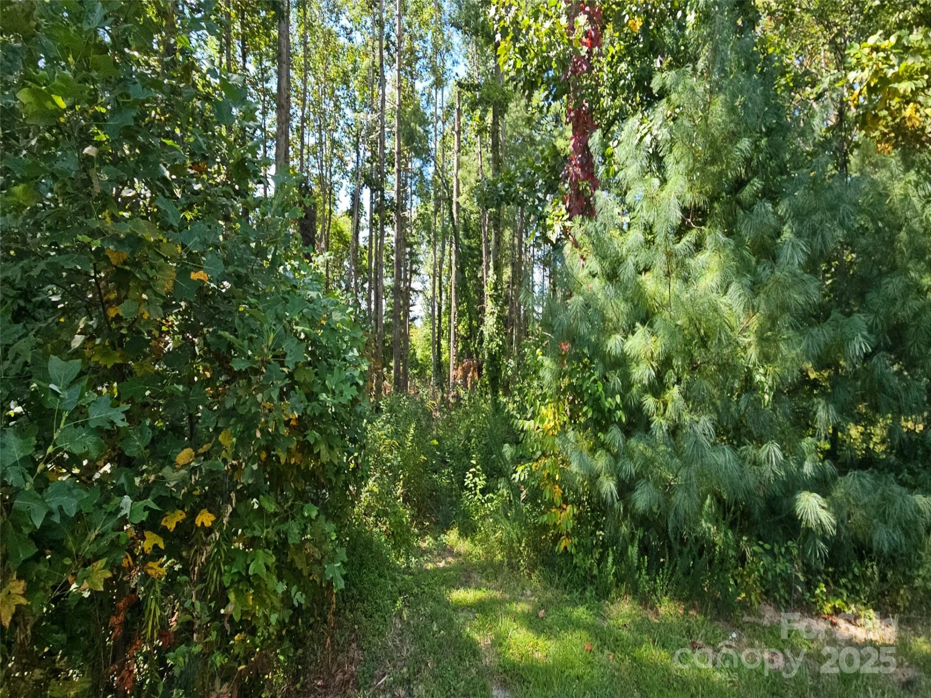 00 Bearwallow Mountain Drive #191 - Photo 4