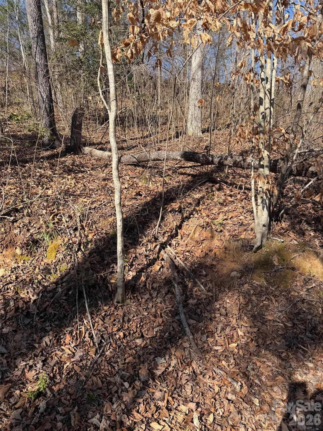 000 E Rambling Creek Road #11 - Photo 3